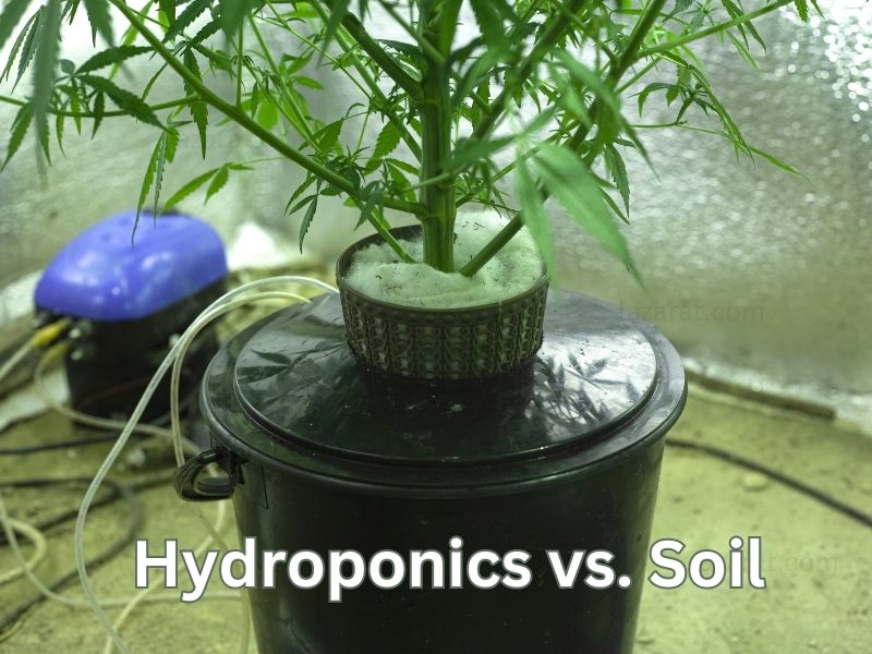 Hydroponics vs. Soil – Which is Best for Growing Marijuana?