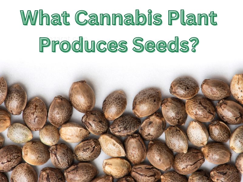 What Cannabis Plant Produces Seeds?