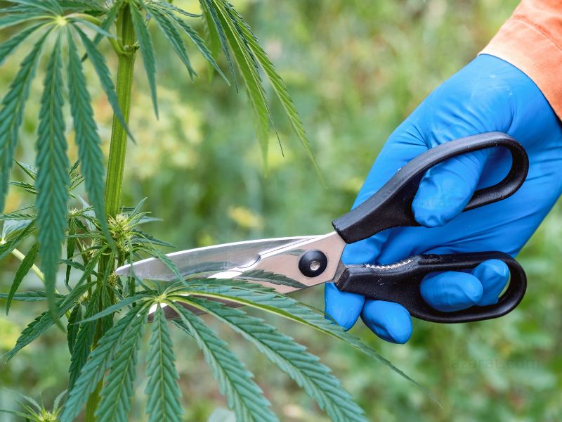 Cultivating your cannabis plants