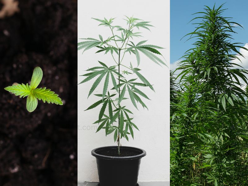 The Lifecycle of a Cannabis Plant – Understanding the Growth Stages