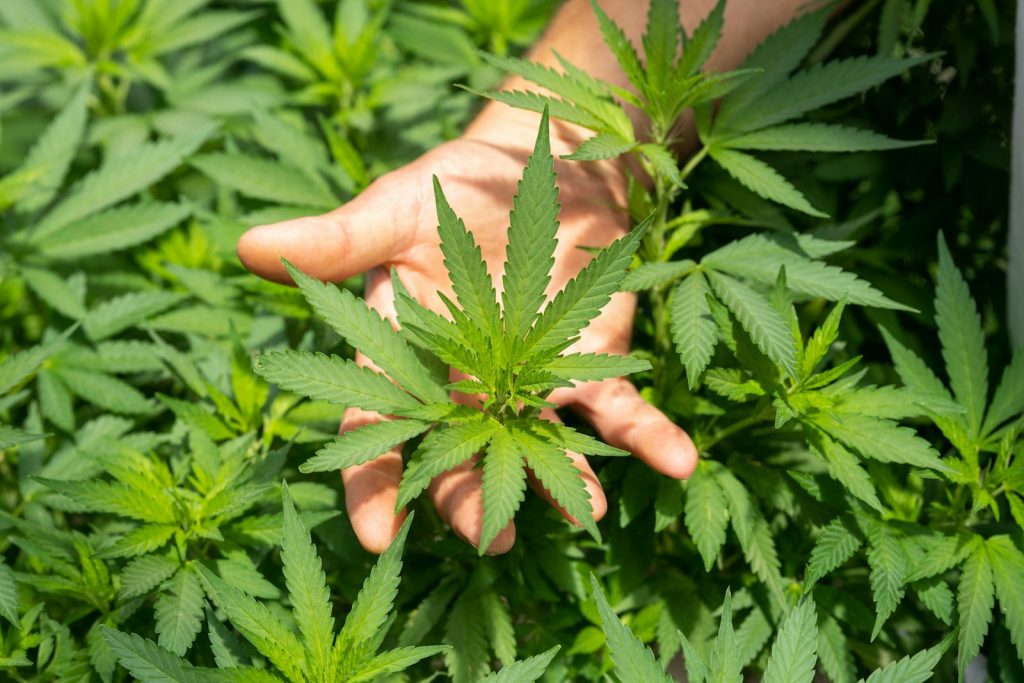 The major shift in the treatment of Cannabis