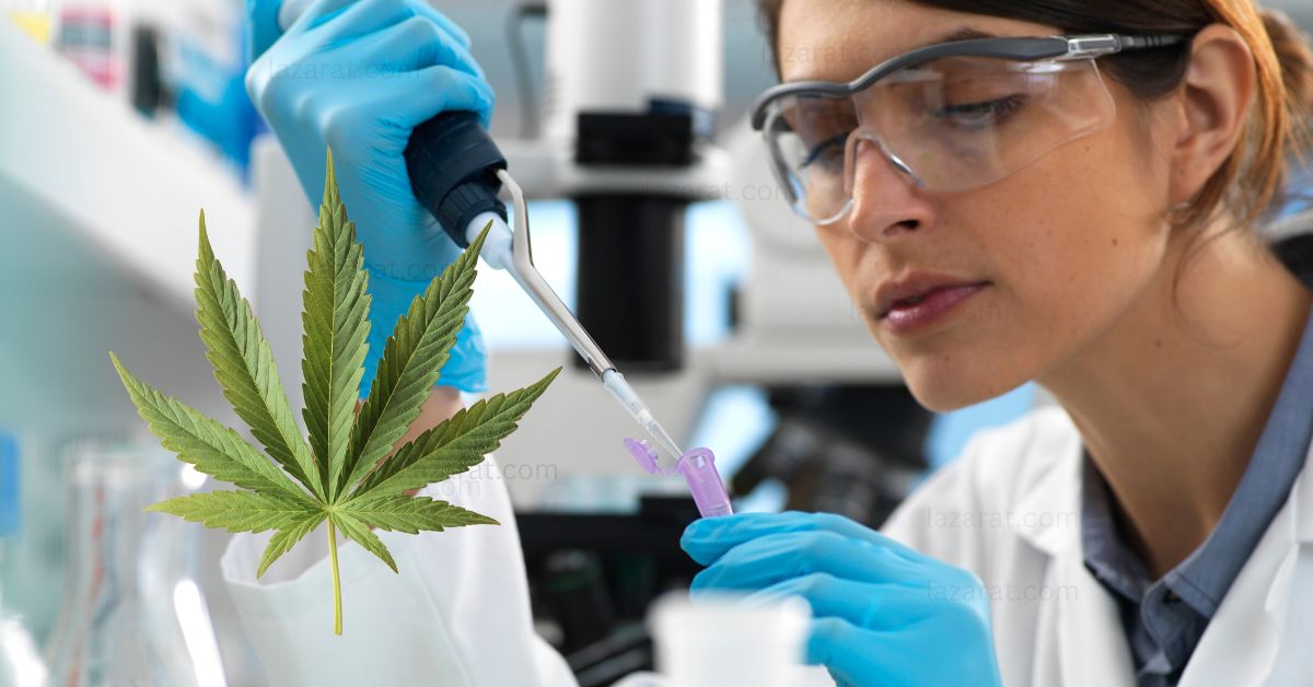 The Science Behind Cannabis Genetics – An Introduction For Growers