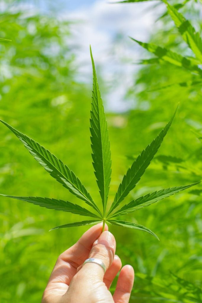 Close-up of a hand holding a cannabis leaf in a lush green field on a sunny day.